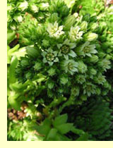 Молодило остролистный (Sempervivum soboliferum Sims.) Молодило остролистный (Sempervivum soboliferum Sims.)